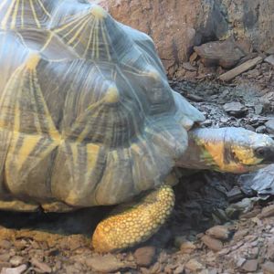 Radiated tortoise