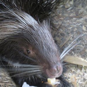 African crested porcupine