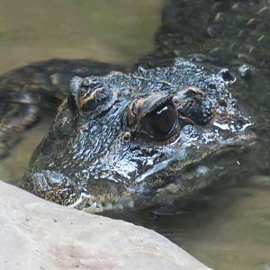 Dwarf crocodile