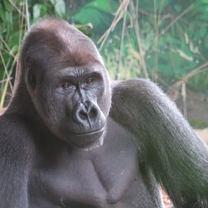 Western lowland gorilla
