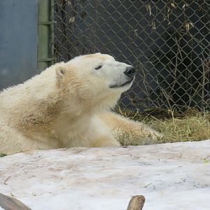 Polar bear