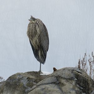 Wild great blue heron