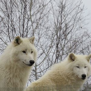Arctic wolves