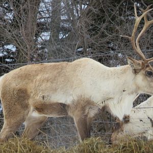 Caribou