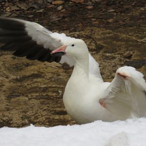Snow goose
