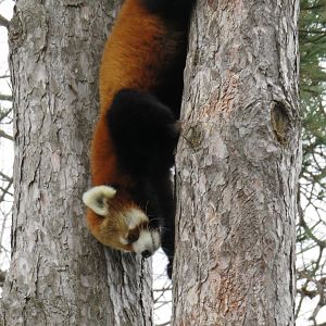 Red panda