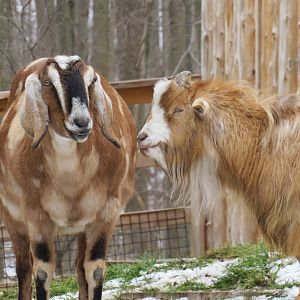 Domestic goats