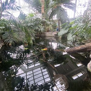 Tropical Encounters - Amazon River Tank