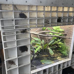 Tropical Encounters - Emerald Tree Boa/Dyeing Poison Dart Frog/Green & Black Poison Dart Frog Terrarium