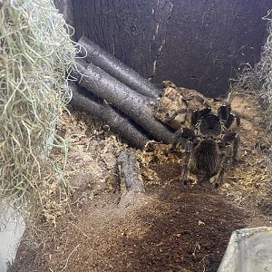 Tropical Encounters - New Chilean Rose-Haired Tarantula Terrariums