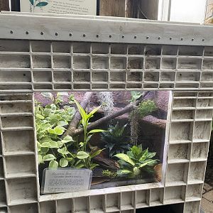 Tropical Encounters - New Brazilian Rainbow Boa Terrarium