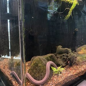 Tropical Encounters - Aquatic Caecilian Tank