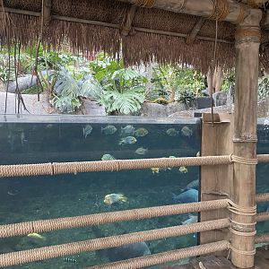 Tropical Encounters - Amazon Flooded Forest Tank