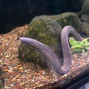 Aquatic Caecilian