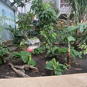 Tropical Encounters - Red-Footed Tortoise Exhibit