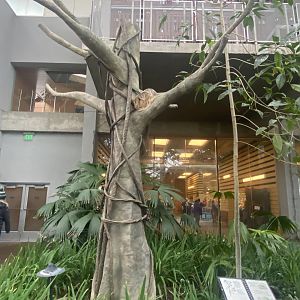 Tropical Encounters - Hoffman’s Two-Toed Sloth Tree