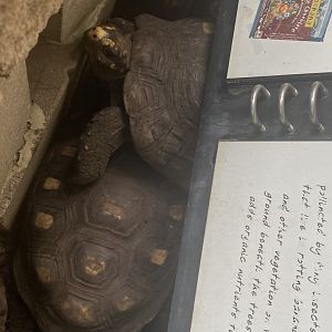 Red-Footed Tortoise Pile