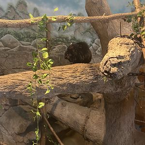 Primate Building - Murphy the Blue-Eyed Black Lemur