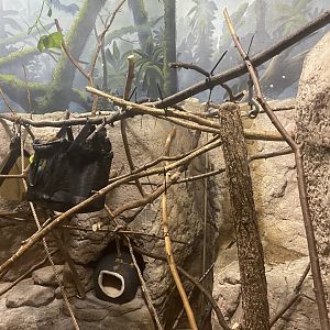 Primate Building - Emperor Tamarin Exhibit