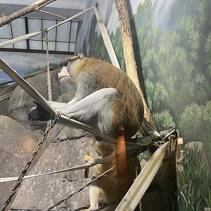 Patas Monkey
