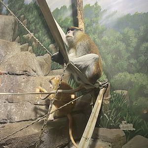 Patas Monkey
