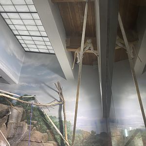 Patas Monkey Climbing