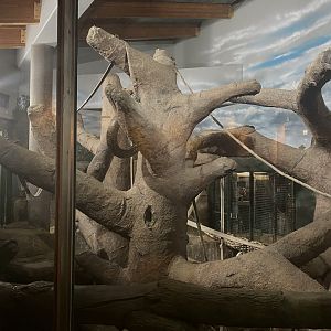 Primate Building - Sumatran Orangutan Exhibit