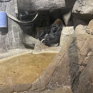 Western Lowland Gorilla