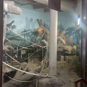 Primate Building - Western Lowland Gorilla Exhibit