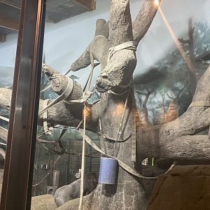 Primate Building - Western Lowland Gorilla Exhibit