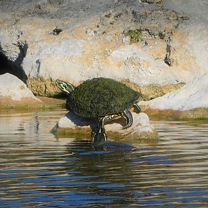 Coastal Plain Cooter