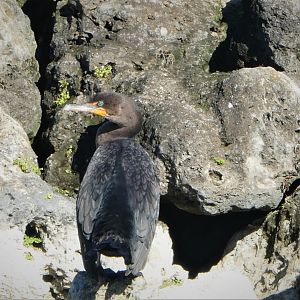 Florida Cormorant