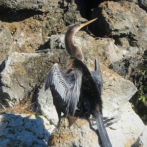 Anhinga
