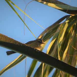Yellow Palm Warbler