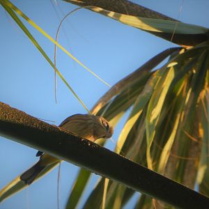 Yellow Palm Warbler