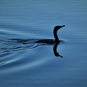 Florida Cormorant