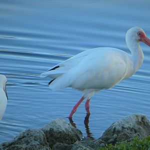 Snowy Egret, American White Ibis