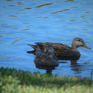 Florida Mottled Ducks