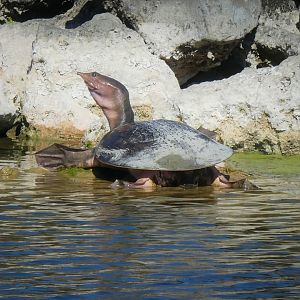 Florida Softshell Turtle