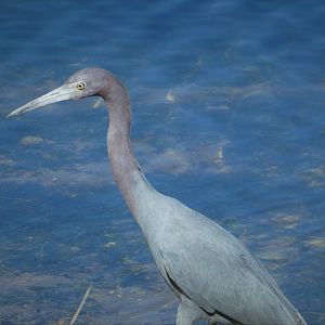 Little Blue Heron