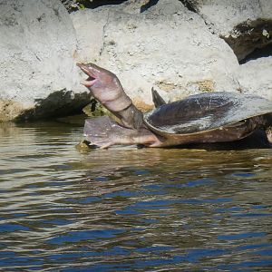 Florida Softshell Turtle