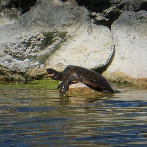Florida Softshell Turtle