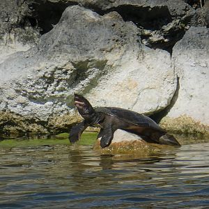 Florida Softshell Turtle