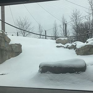 Gorilla Forest - Western Lowland Gorilla Exhibit #1