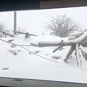Gorilla Forest - Western Lowland Gorilla Exhibit #2