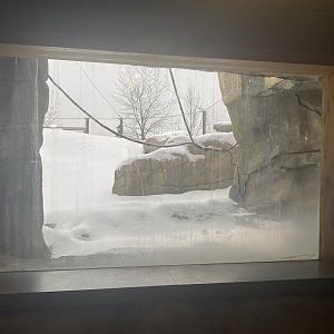 Gorilla Forest - Western Lowland Gorilla Exhibit #1