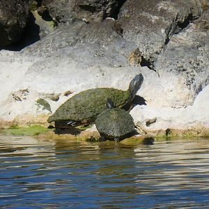 Red-eared Sliders