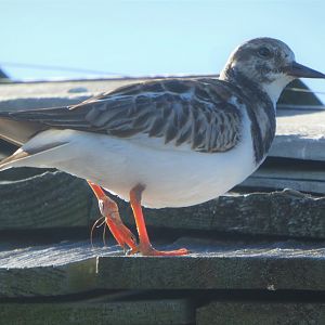 Ruddy Turnstone