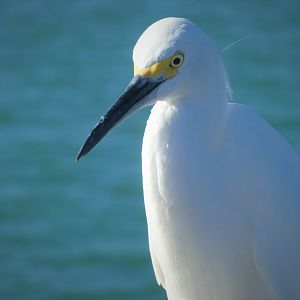 Snowy Egret