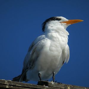 Royal Tern